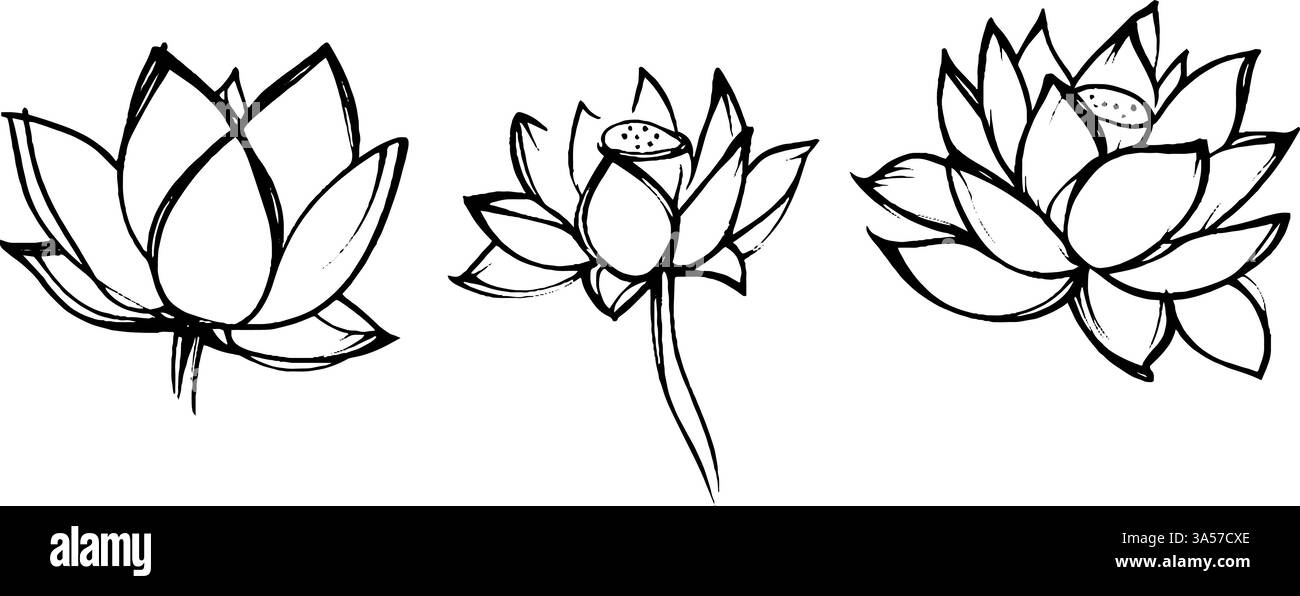 Trois fleurs de lotus dessinées à la main dans différents styles, mettant en valeur leurs formes et détails uniques. Les fleurs sont délimitées par des lignes audacieuses, soulignant Illustration de Vecteur