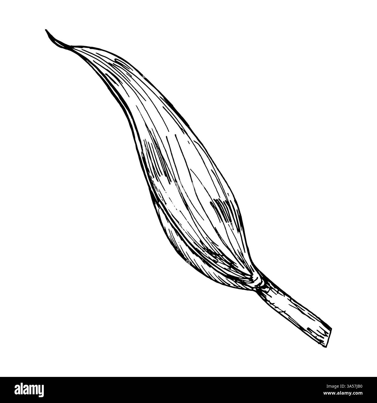 Illustration délicate de feuille de tulipe à l'encre noire sur fond blanc. Convient pour les imprimés botaniques, les motifs décoratifs, l'art inspiré de la nature, floral Illustration de Vecteur