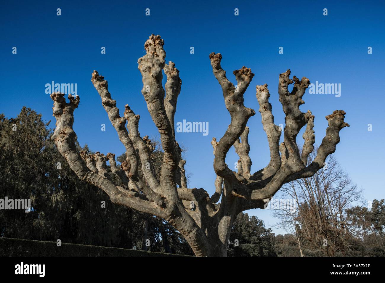 Branches de platanes en hiver après la taille Banque D'Images