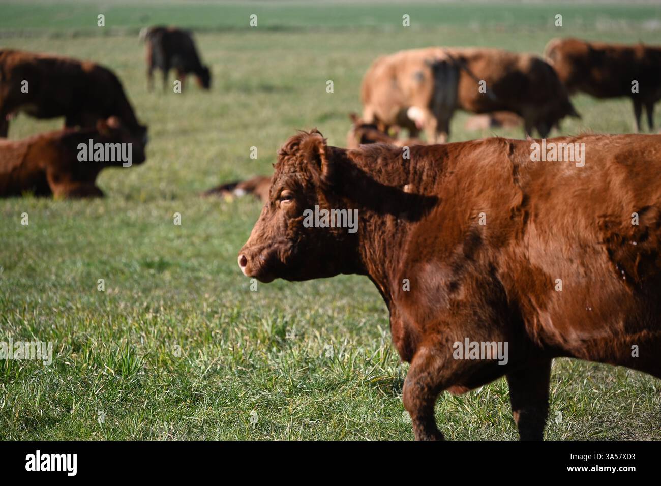 belle photo de vache Banque D'Images