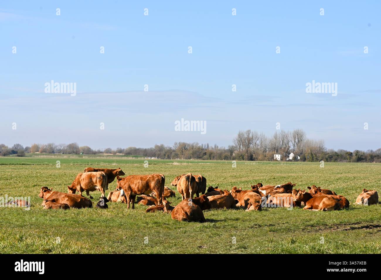 troupeau de vaches avec des veaux se relaxant un jour de printemps Banque D'Images