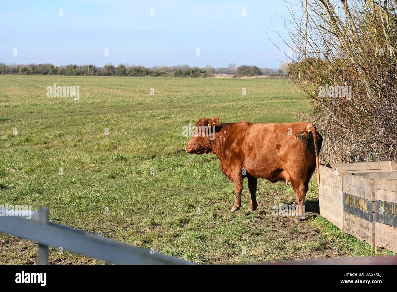 belle vache brune dans un champ Banque D'Images