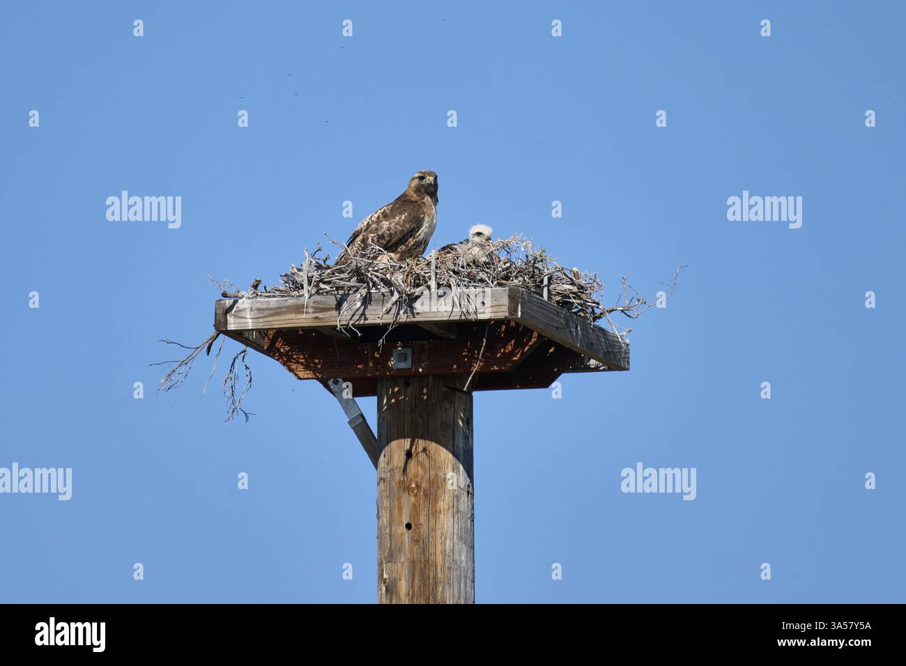 faucons à queue rouge Banque D'Images