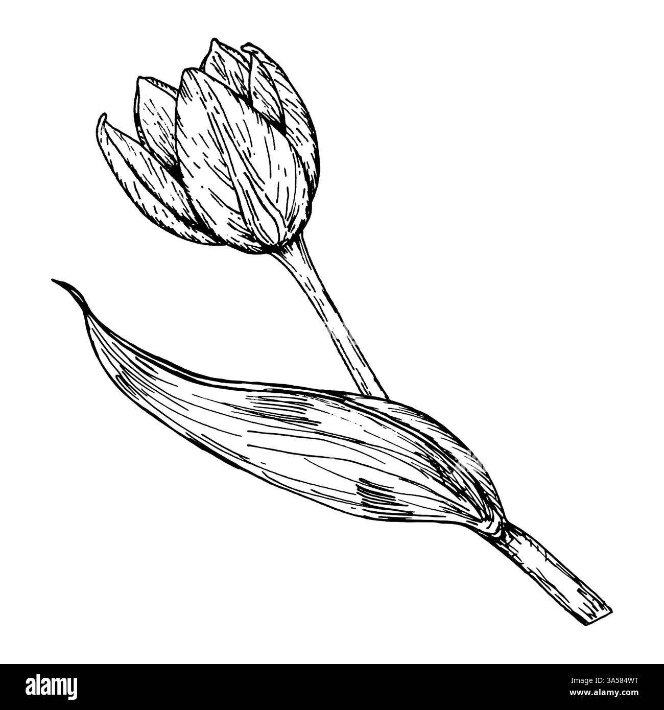 Une illustration à l'encre dessinée à la main d'une tulipe en fleurs avec des feuilles courbes détaillées. Une fleur de jardin printanière, élément botanique parfait pour les cartes de voeux Illustration de Vecteur