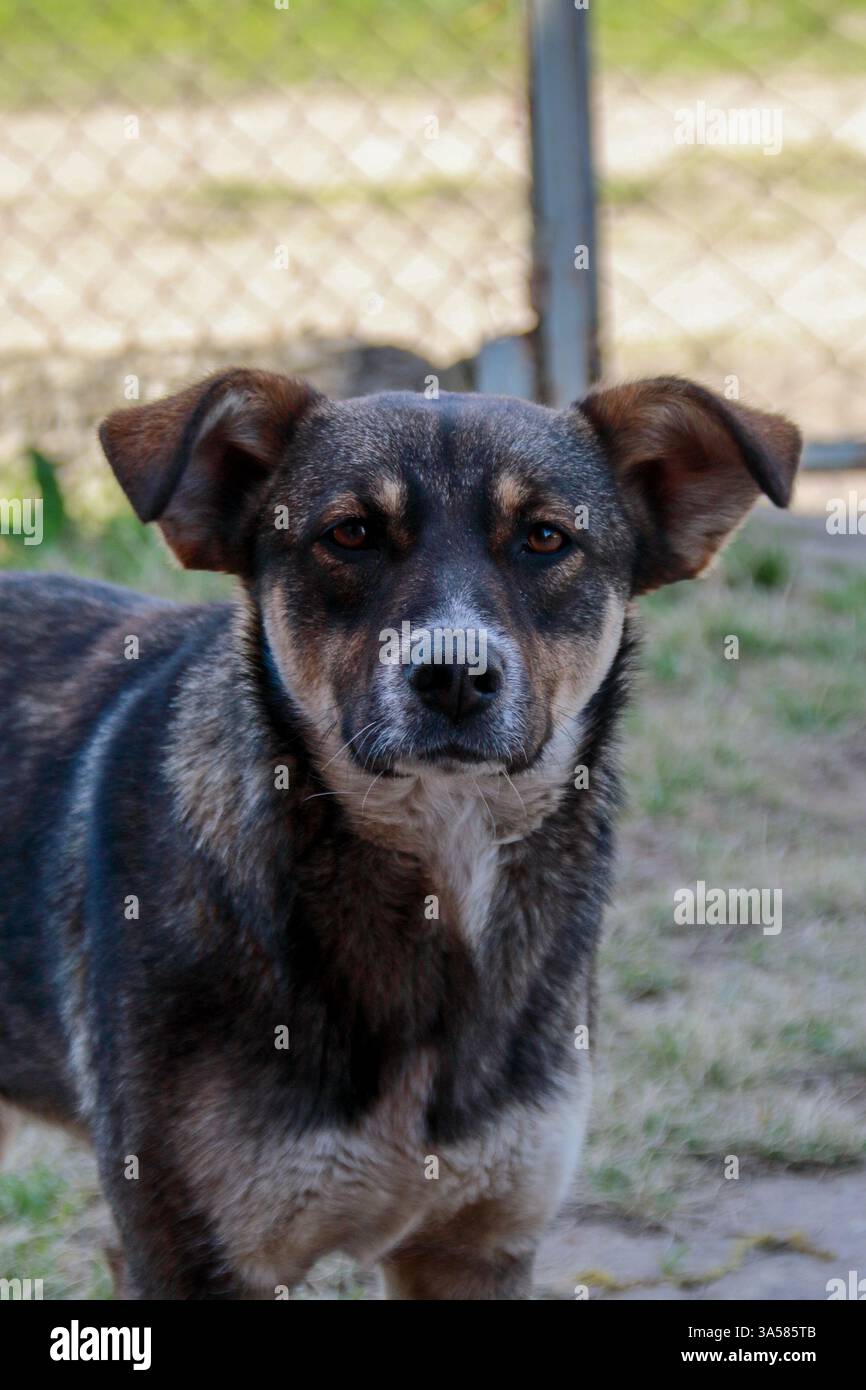 Le chien solitaire ​​pricked en haut de ses oreilles Banque D'Images