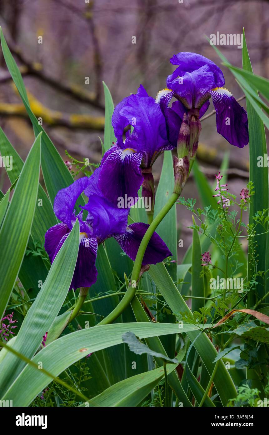 Iris lutescens, l'iris de Crimée, est une plante à fleurs rhizomateuse du genre Iris Banque D'Images