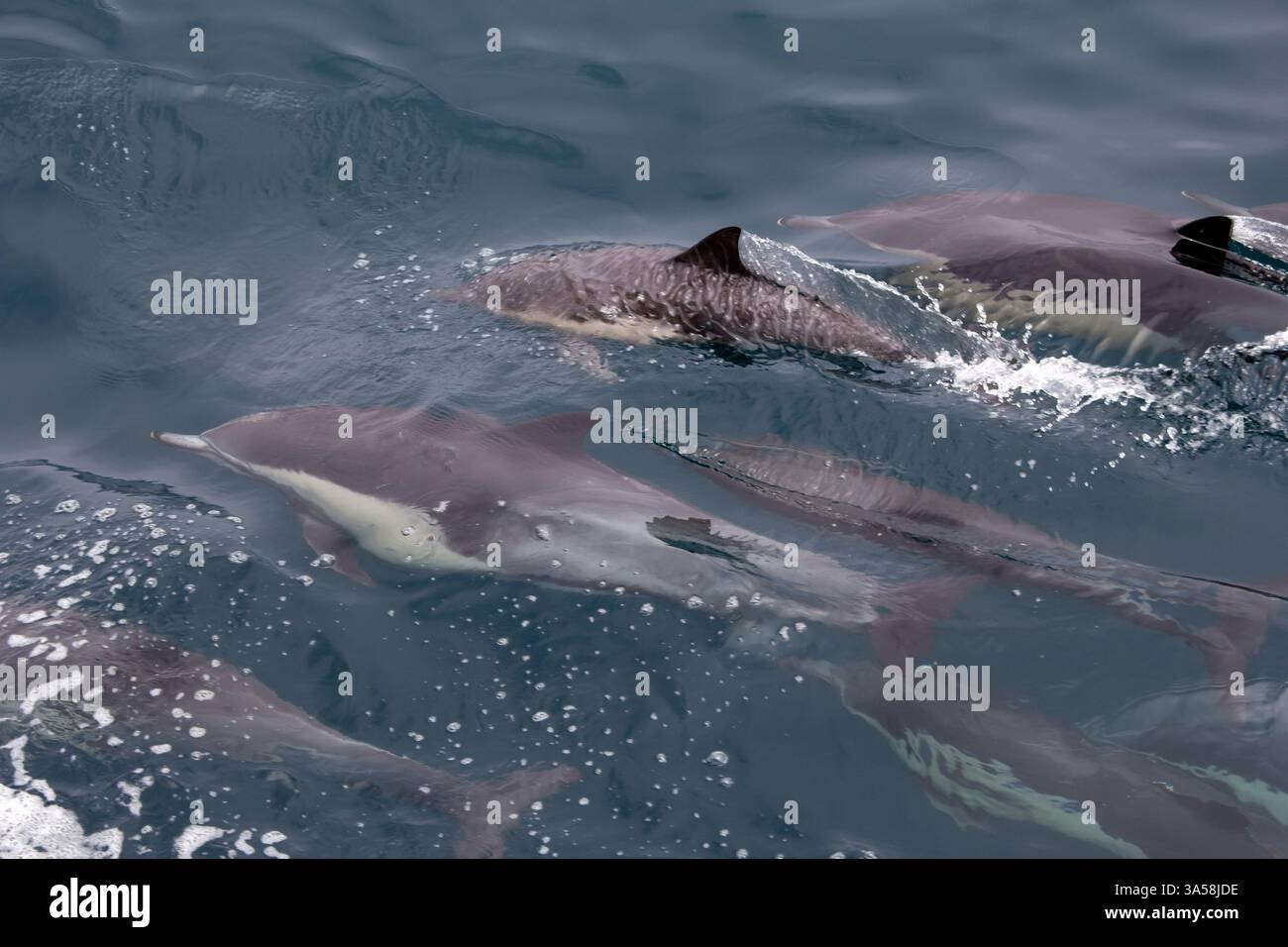 Une vue de plusieurs dauphins communs à bec court nageant dans l'océan lors d'un voyage d'observation des baleines. Banque D'Images