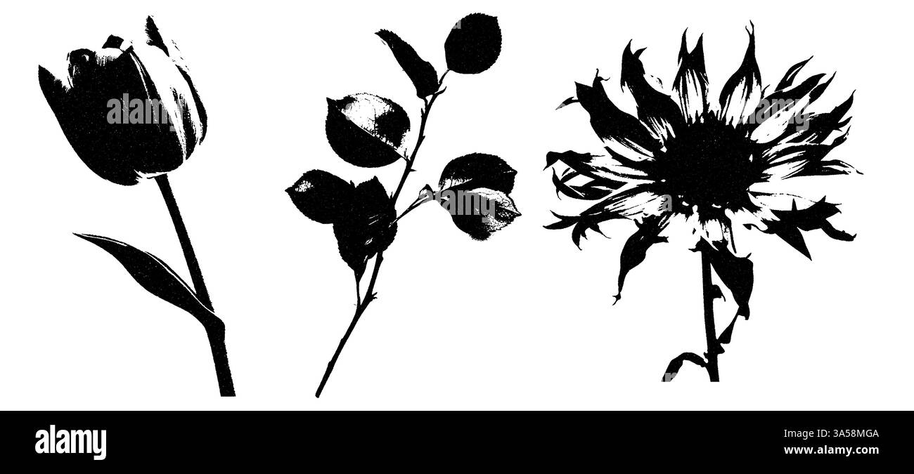 Ensemble de timbres de fleurs grunge avec effet de surimpression d'encre. Silhouettes vectorielles noires dessinées à la main de la collection florale. Illustration de Vecteur