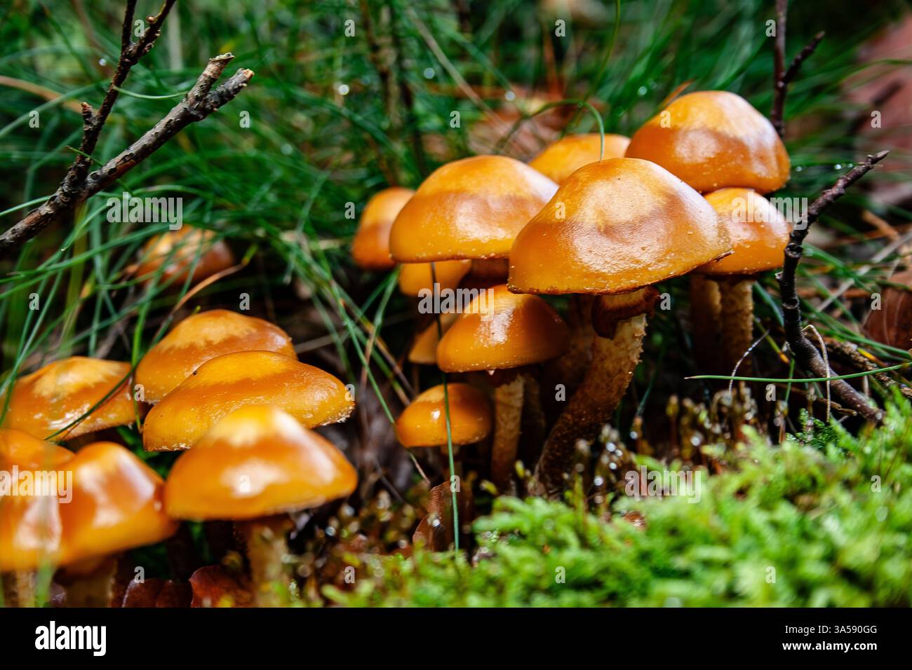 Grappe de champignons. Photographié dans les Ardennes, Belgique. Banque D'Images