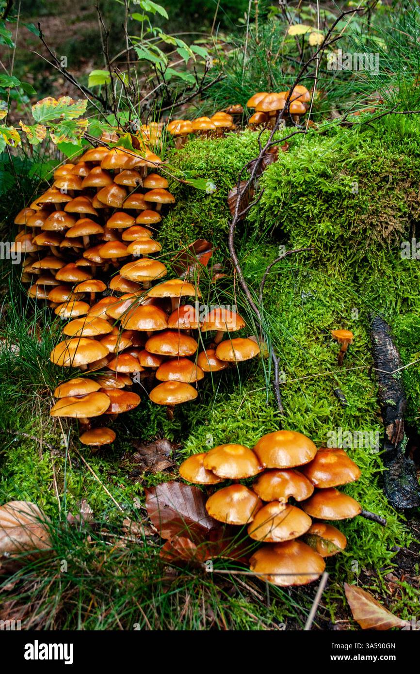 Grappe de champignons. Photographié dans les Ardennes, Belgique. Banque D'Images
