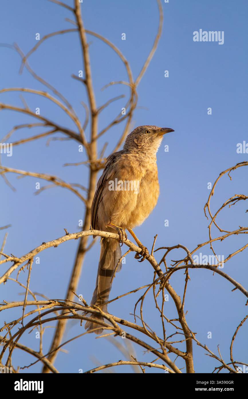 Babble arabe (Argya squamiceps) perché sur un arbuste. Le babbler arabe est un oiseau résident de nidification communautaire de broussailles arides au moyen-Orient. Il vit en groupes relativement stables avec des ordres de rang stricts. Photographié en Israël en mai. Banque D'Images