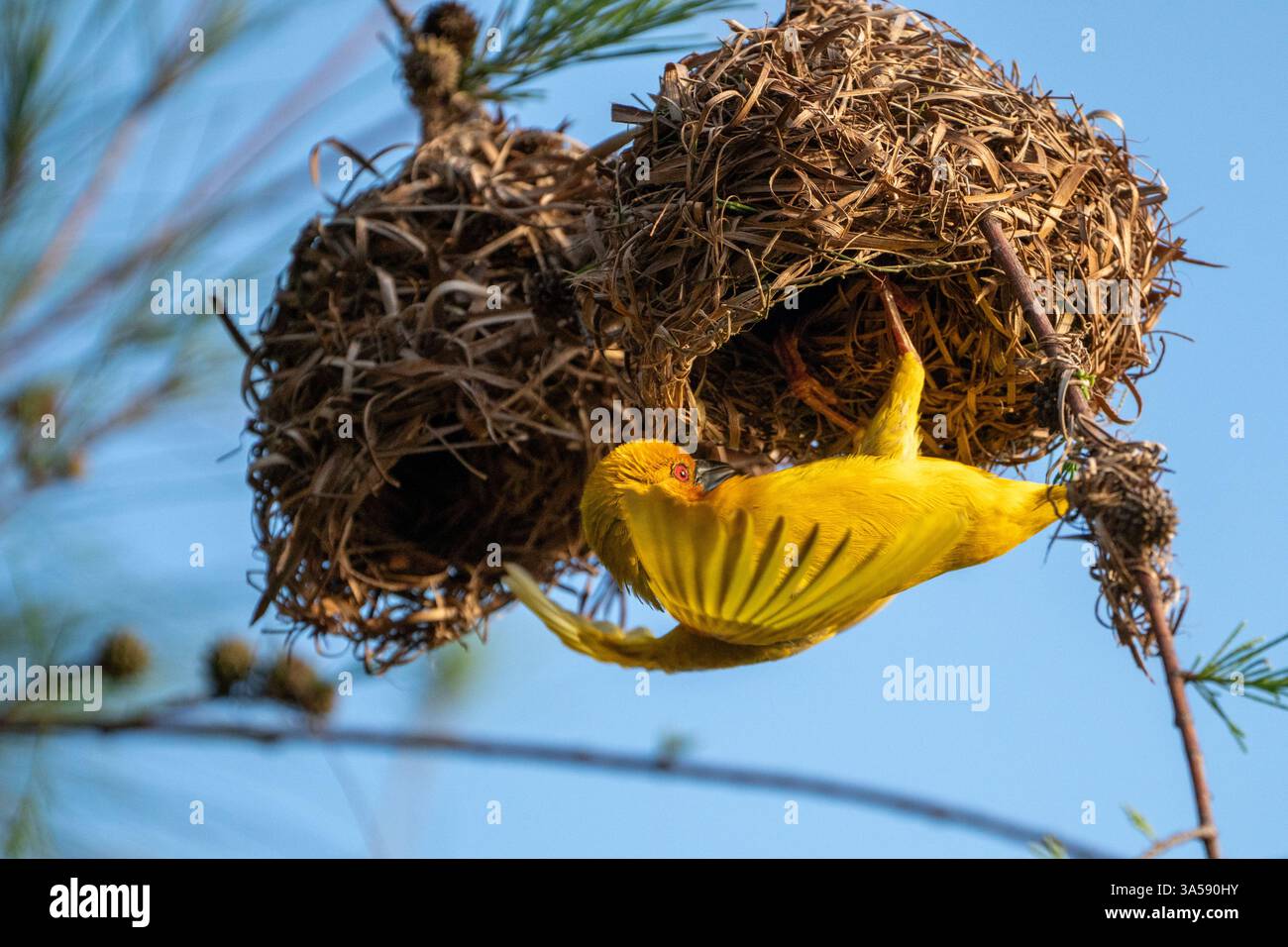Construction du nid du tisserand doré de l'est (Ploceus subaureus). Cet oiseau se trouve en Afrique orientale et méridionale. Ses noms communs incluent tisserand jaune, tisserand doré à tête olive et tisserand doré africain. Photographié à Zanzibar en décembre. Banque D'Images