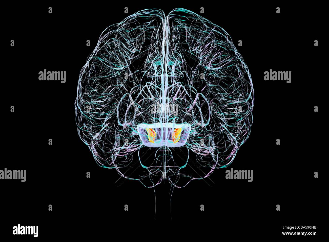 Illustration du cerveau humain avec substantia nigra en surbrillance (orange) à l'intérieur d'un mésencéphale (violet). Banque D'Images