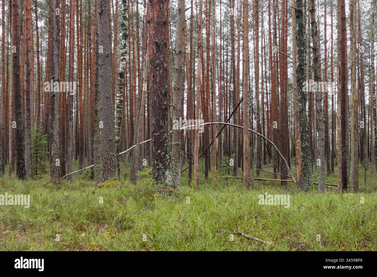 Forêt dense avec de grands arbres et de l'herbe verte au premier plan. Banque D'Images