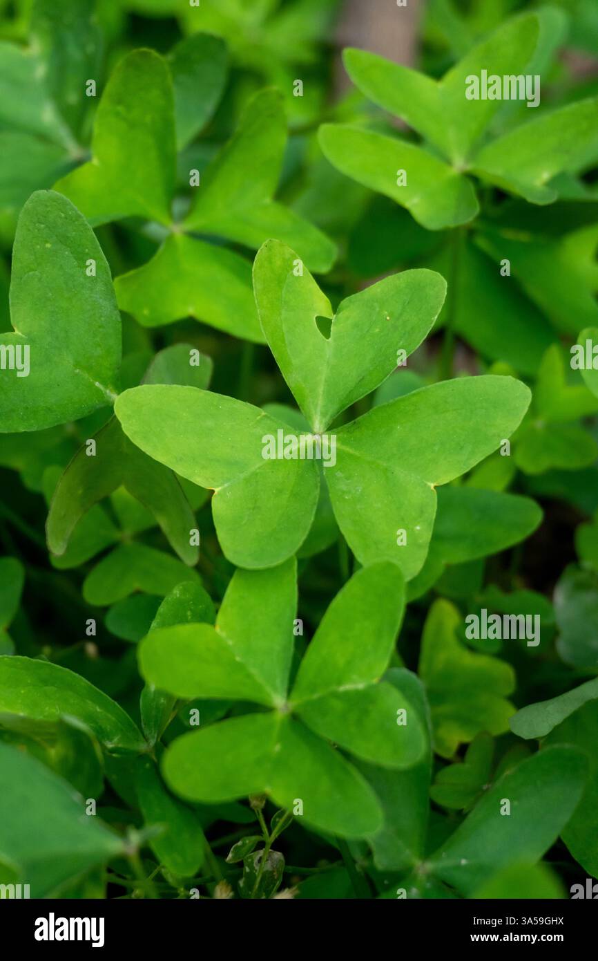 Trèfle à trois feuilles commun dans une ferme biologique, Uttarakhand, Inde, symbole de bonne chance. Banque D'Images