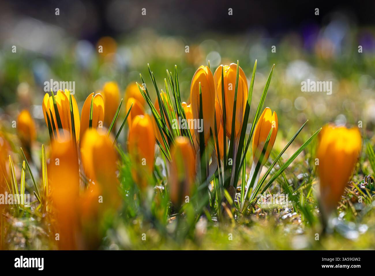 Fleurs de crocus jaunes fermées au printemps sur une prairie. Fond floral abstrait, fleurs de crocus jaunes. Toile de fond de fleurs macro pour la conception de marque. Banque D'Images