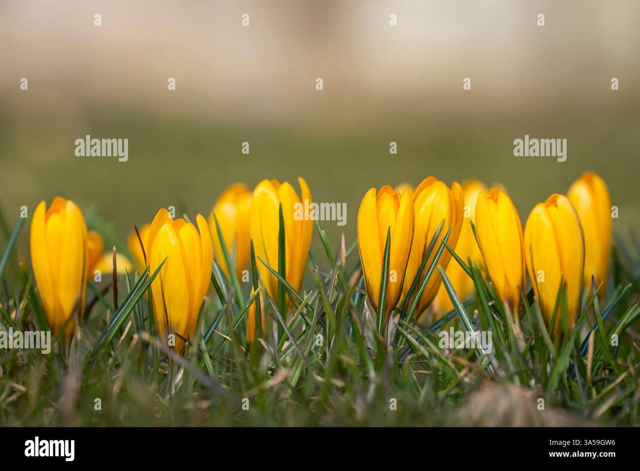 Fleurs de crocus jaunes fermées au printemps sur une prairie. Fond floral abstrait, fleurs de crocus jaunes. Toile de fond de fleurs macro pour la conception de marque. Banque D'Images