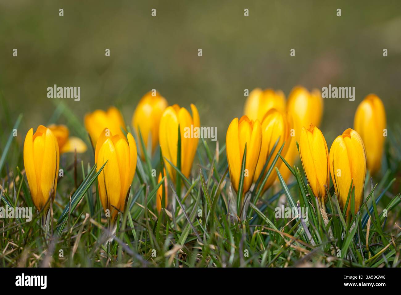 Fleurs de crocus jaunes fermées au printemps sur une prairie. Fond floral abstrait, fleurs de crocus jaunes. Toile de fond de fleurs macro pour la conception de marque. Banque D'Images
