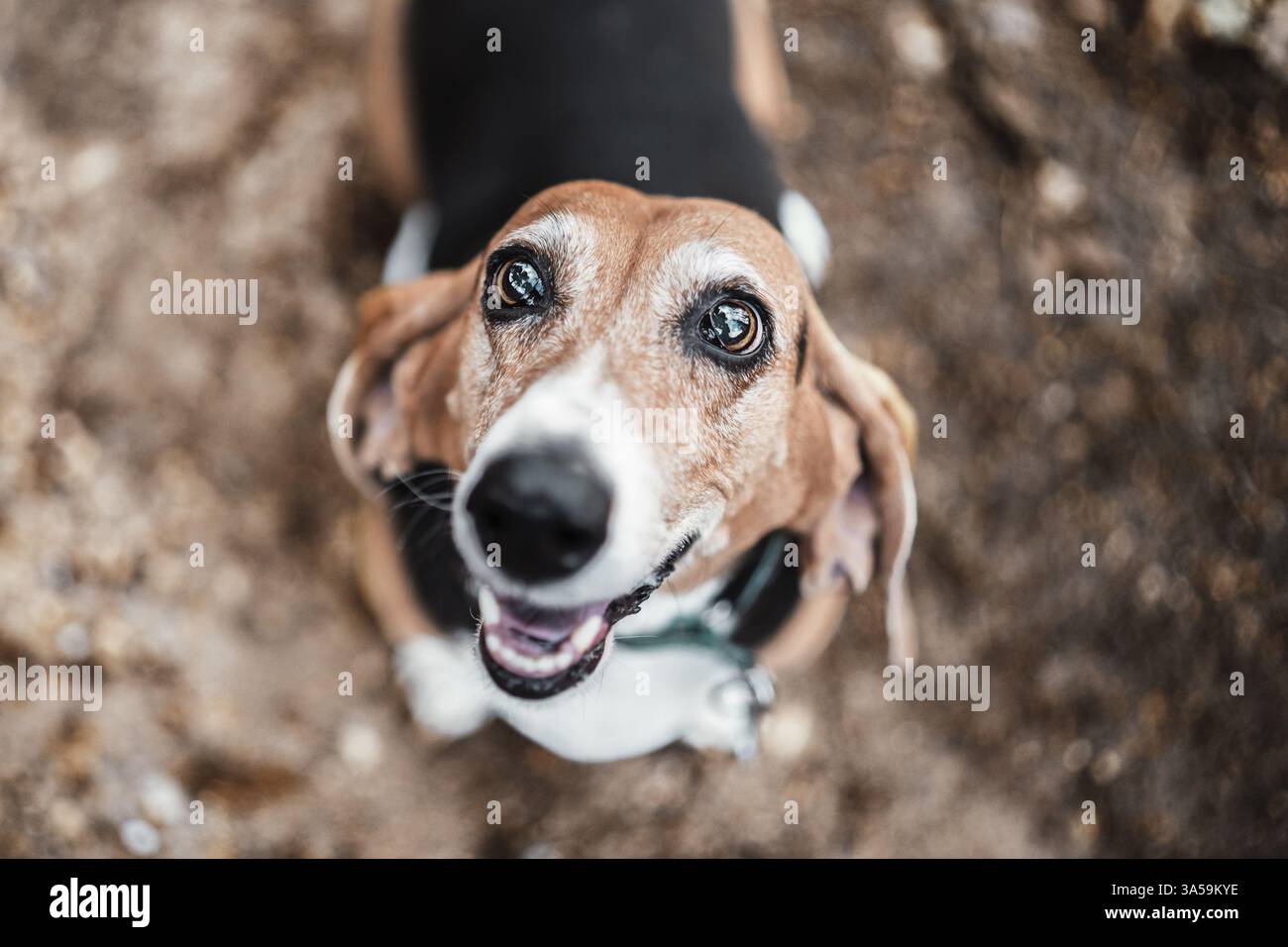 Basset Artesi&#xe8 ;n Normand Banque D'Images