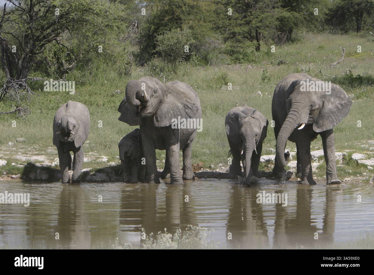 Les éléphants d'Afrique Banque D'Images