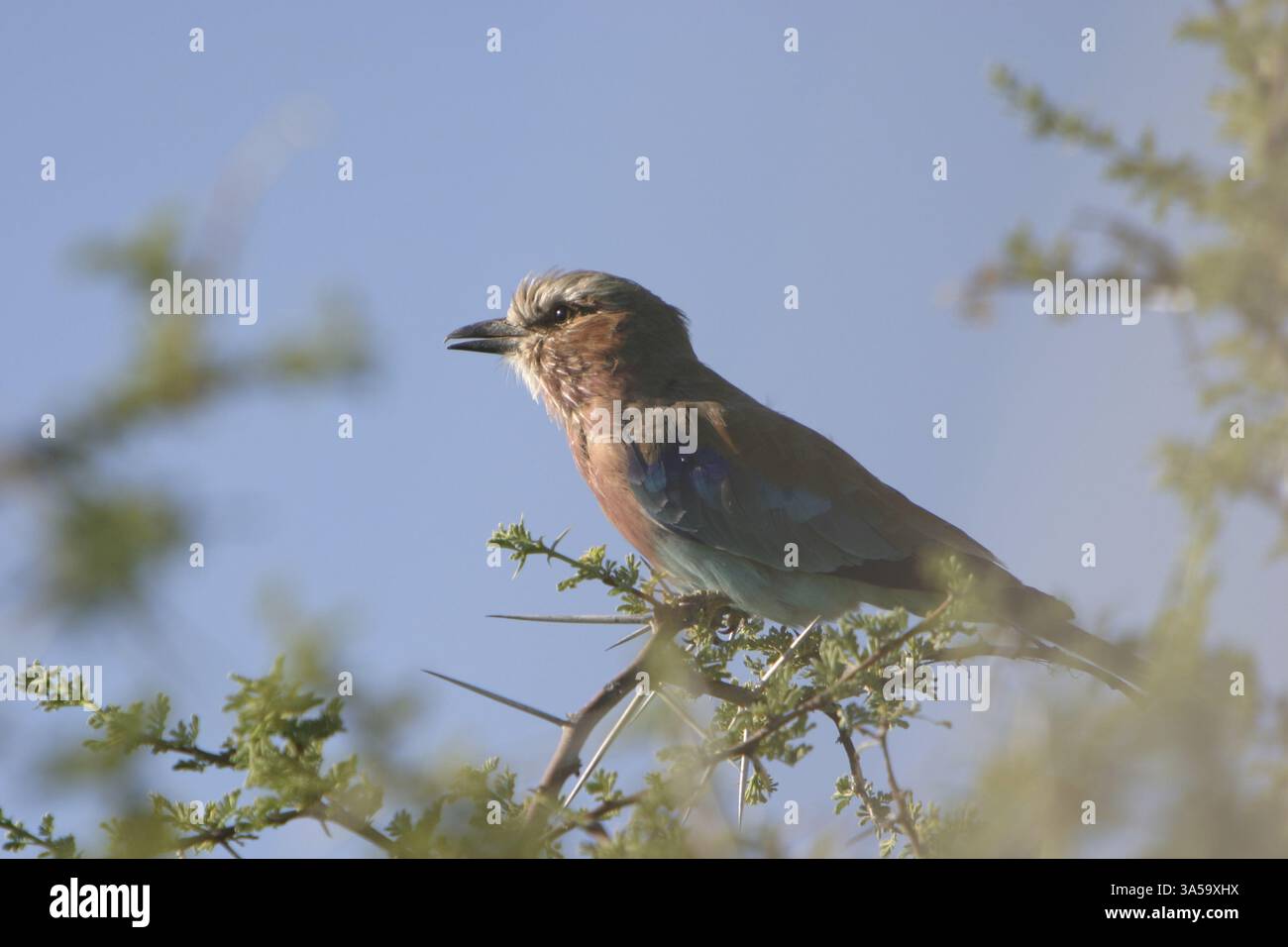 Lilac-breasted roller Banque D'Images