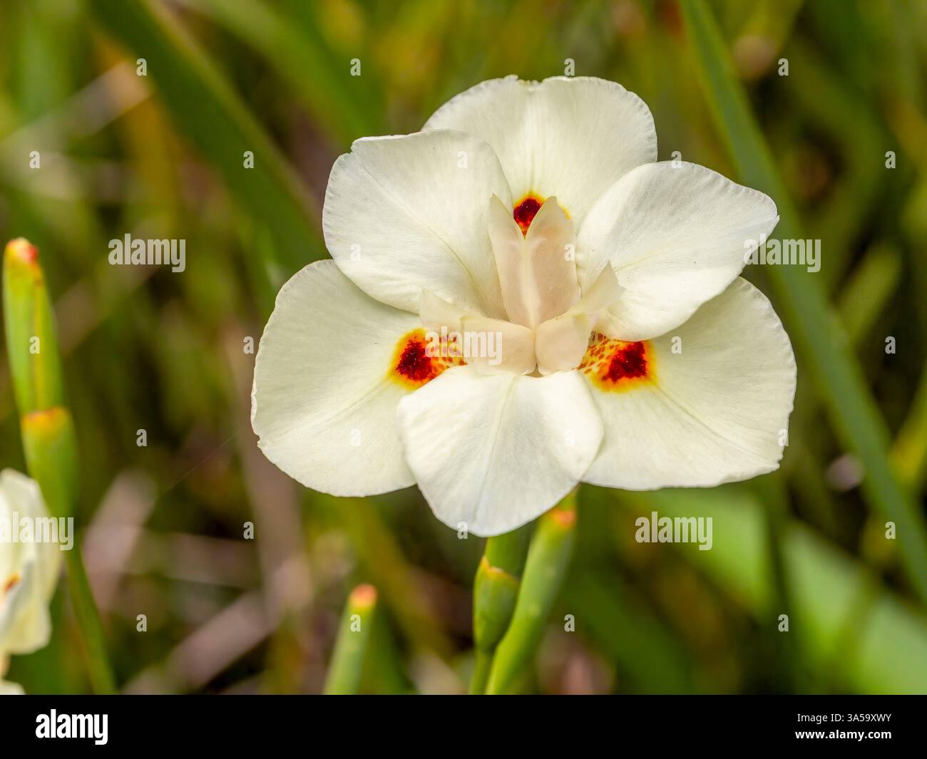 Fleur de prune jaune (Dietes bicolor) photographiée dans les jardins botaniques de Funchal. Funchal est la capitale de Madère. Banque D'Images