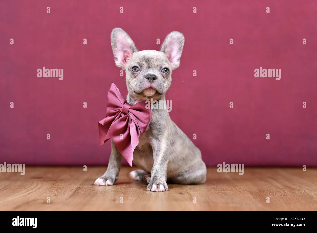 Jeune chiot de chien bouledogue français Brindle lilas avec un long nez sain et ruban devant le fond du studio Banque D'Images