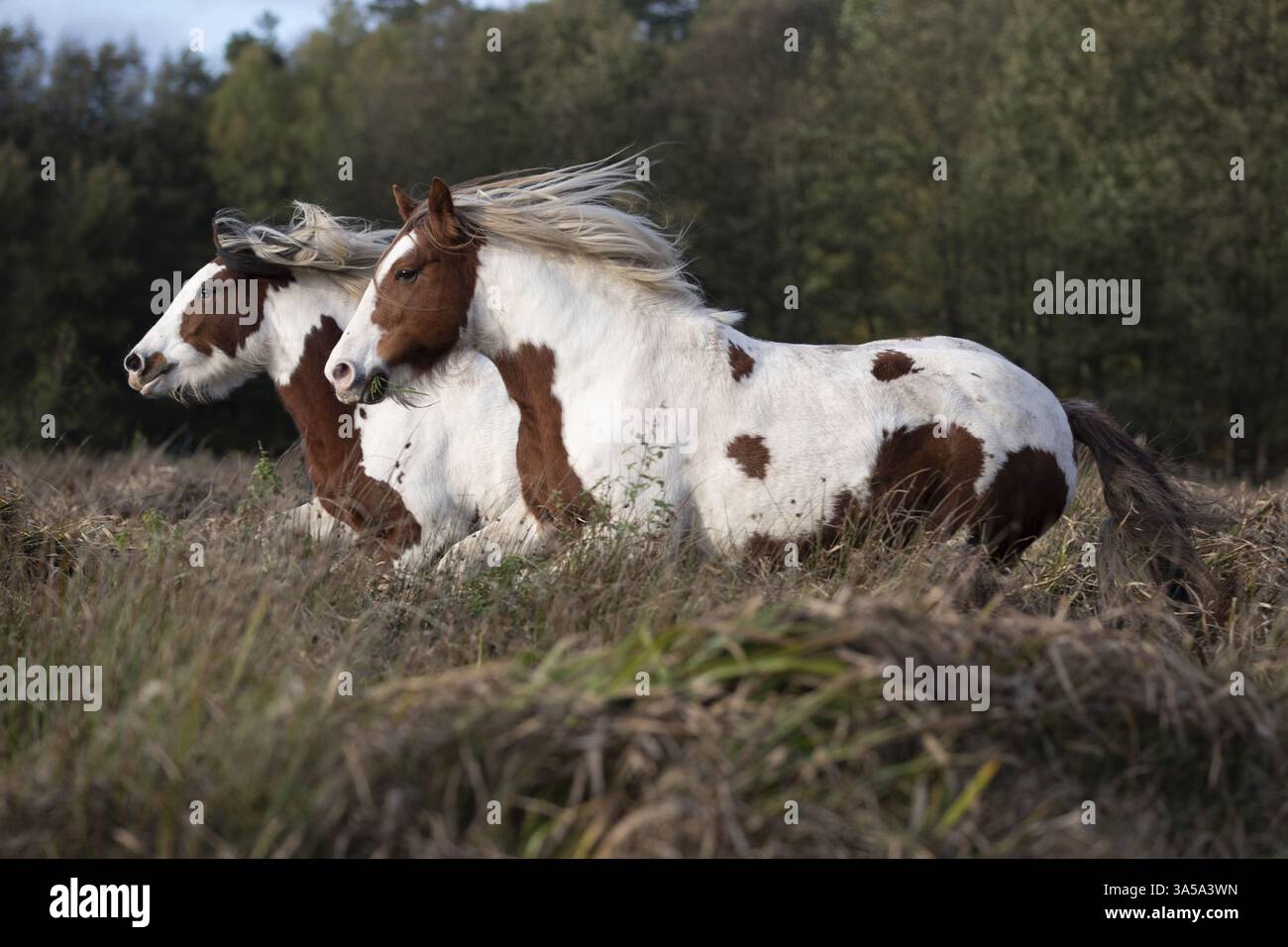 2 Irish Tinker Banque D'Images