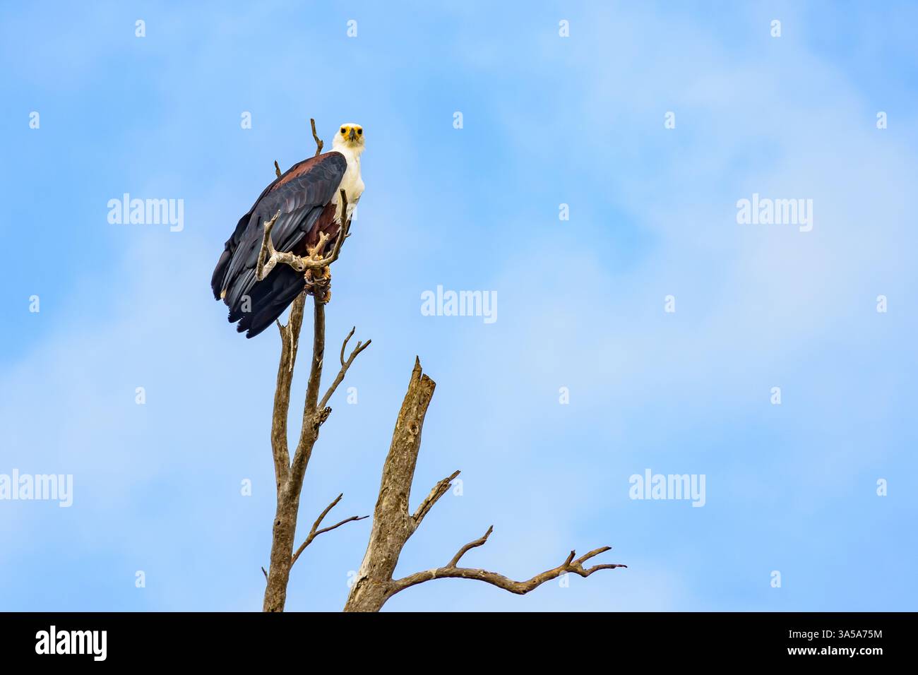 L'African Fish Eagle Banque D'Images