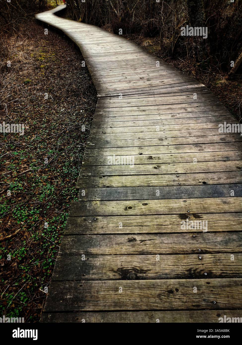 Un chemin en bois sinueux mène à travers une forêt paisible, entourée de feuillage sec et d'un soupçon de verdure, invitant à l'exploration par un après-midi ensoleillé. Banque D'Images