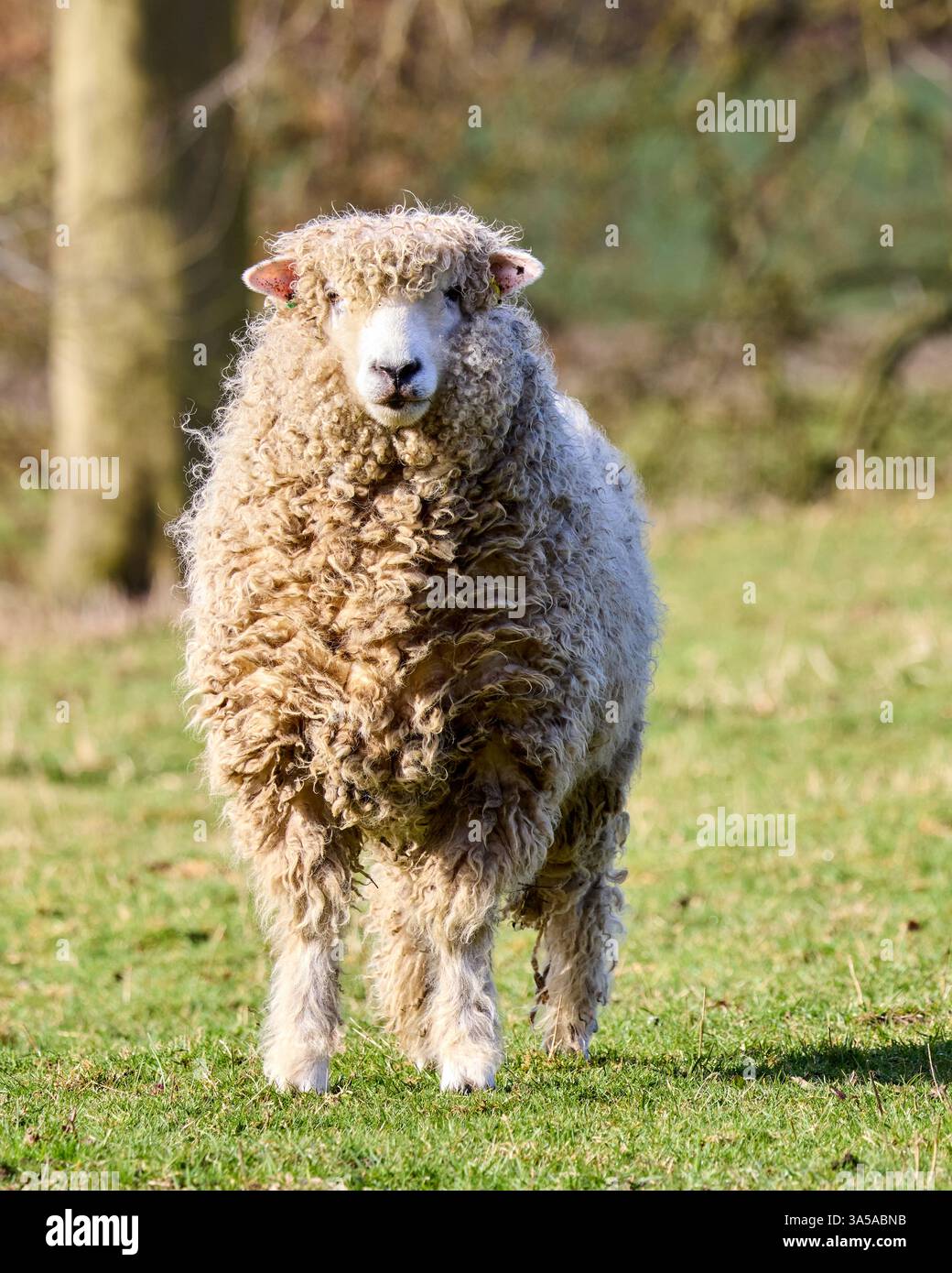 Le mouton Lincoln Longwool est une grande race à double usage connue pour son tissu polaire long et brillant et sa structure robuste. Originaire d'Angleterre, il est l'un des t Banque D'Images