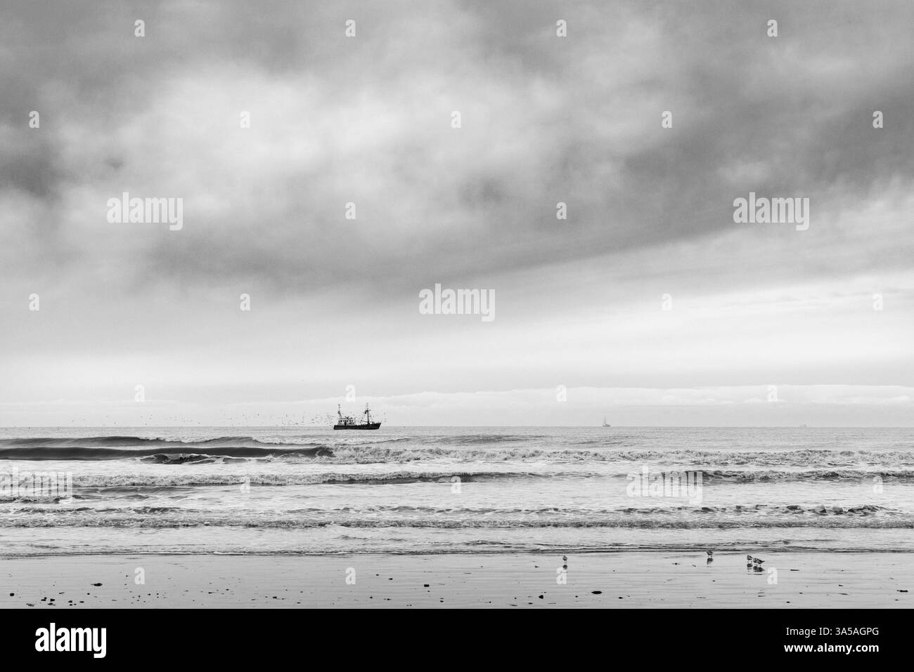 Un bateau de pêche traverse la mer du Nord près d'Oostduinkerke, suivi par un troupeau de goélands, tandis que de douces vagues roulent sur le rivage Banque D'Images