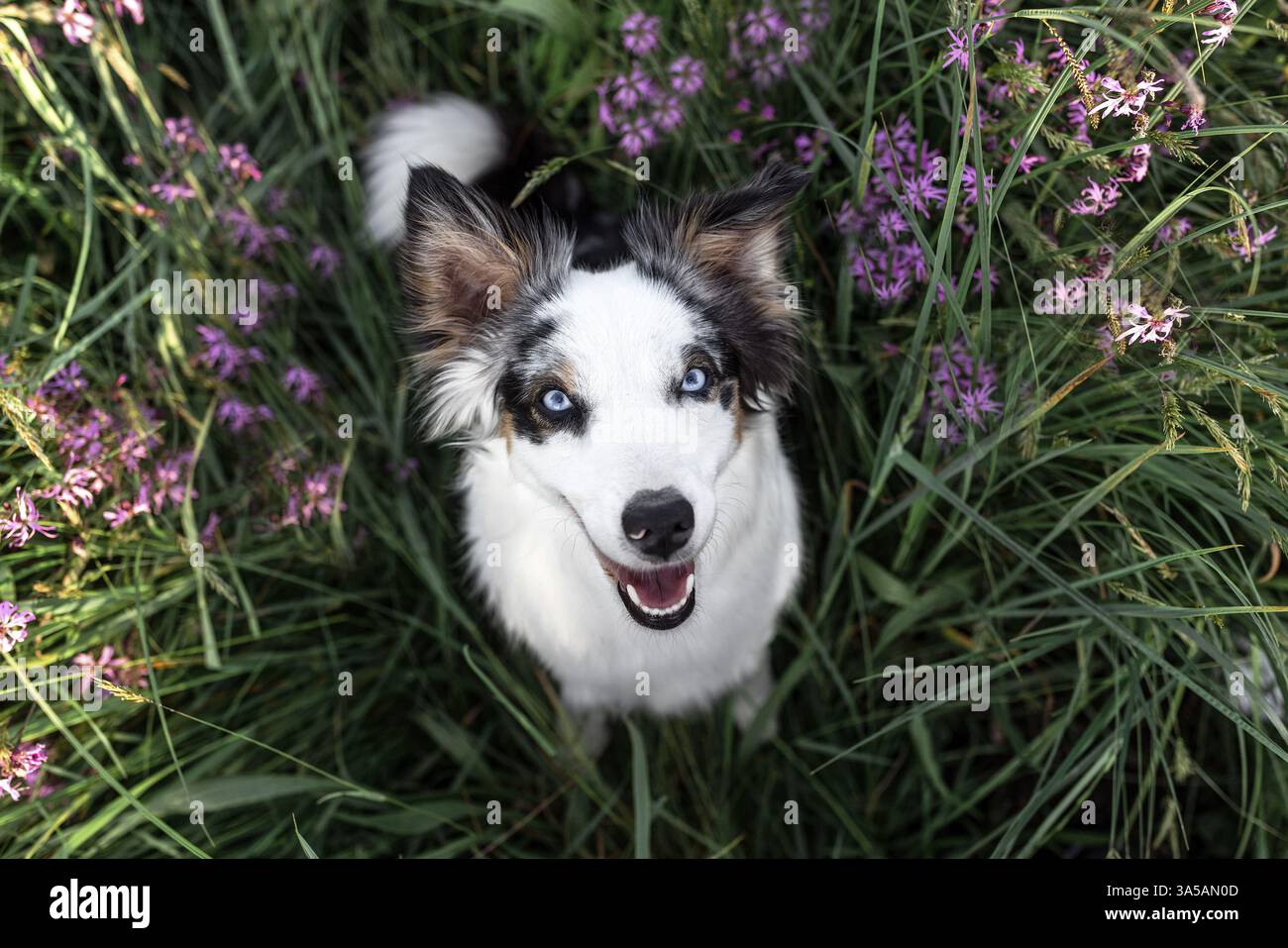 American Shepherd miniature Banque D'Images