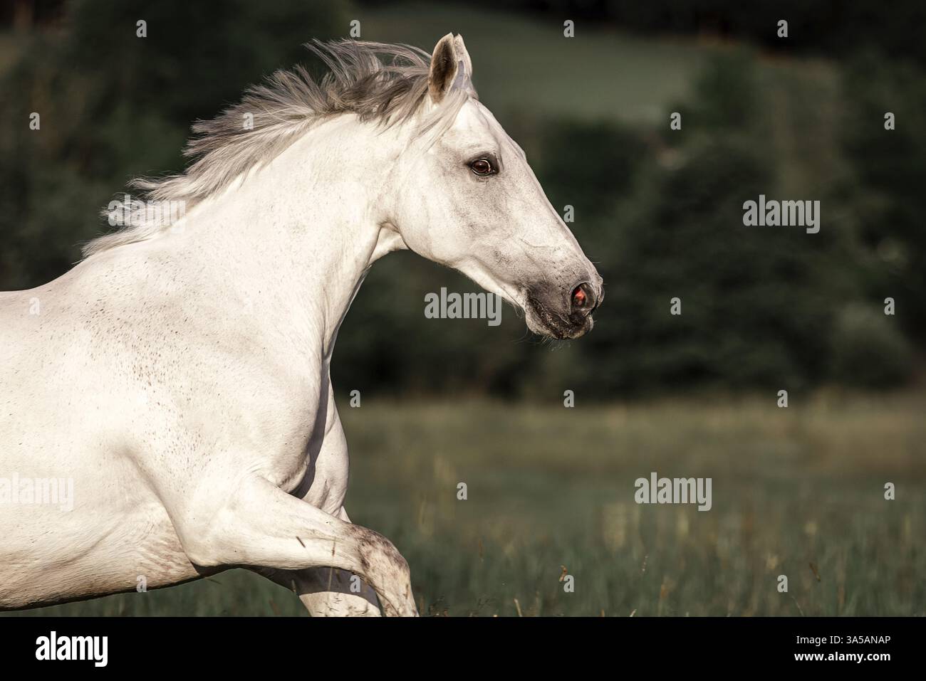 Cheval de Sport irlandais Banque D'Images