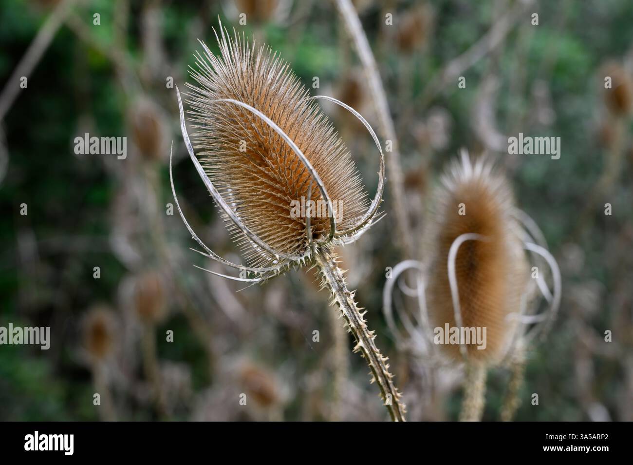Gros plan d'un teasel commun (Dipsacus fullonum) sec et mort dans un champ en automne, West Sussex, Angleterre. Banque D'Images