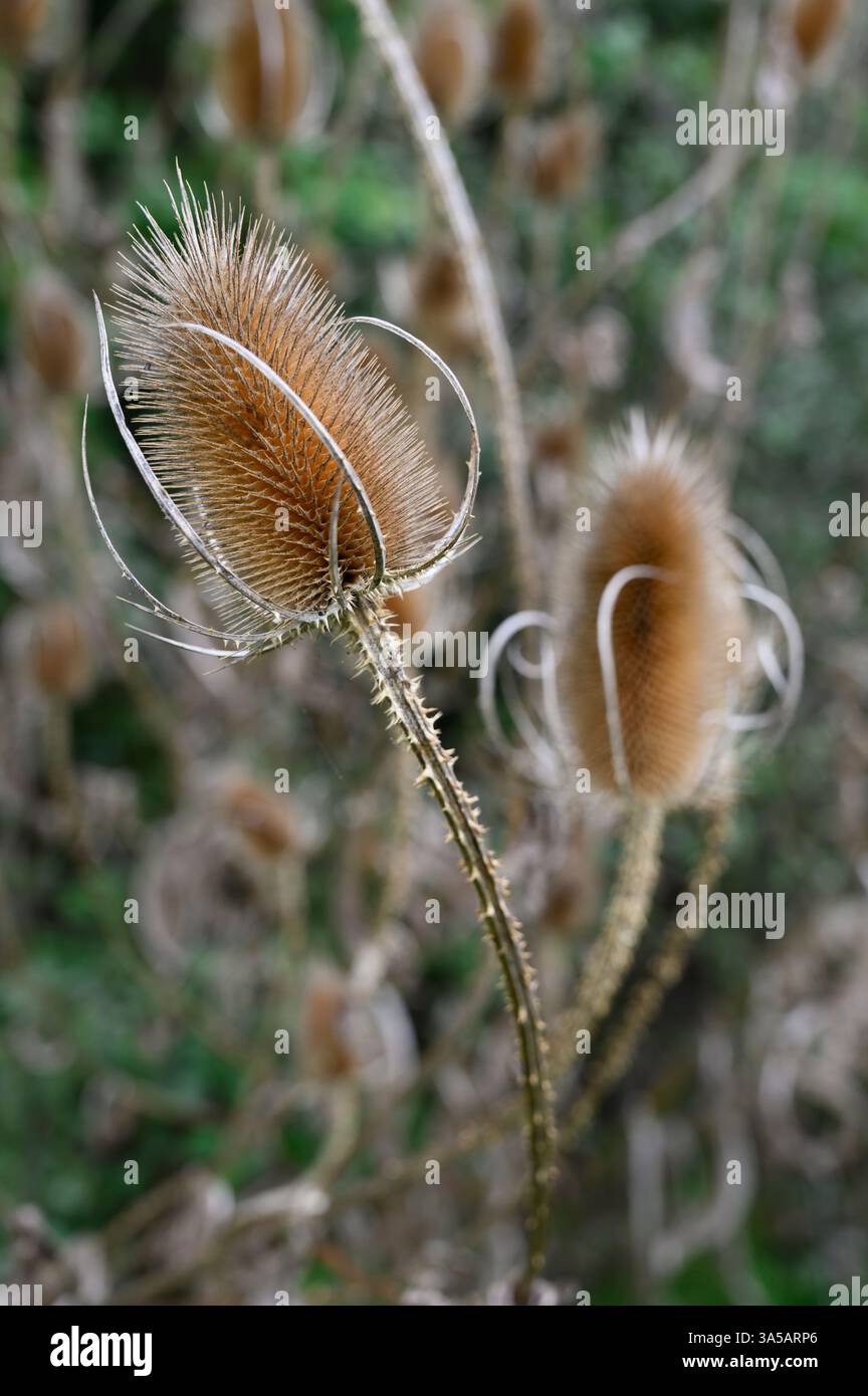 Gros plan d'un teasel commun (Dipsacus fullonum) sec et mort dans un champ en automne, West Sussex, Angleterre. Banque D'Images