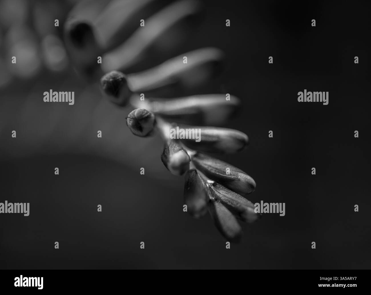 Photo macro de boutons floraux de Crocosmia Lucifer sur un fond sombre. Banque D'Images