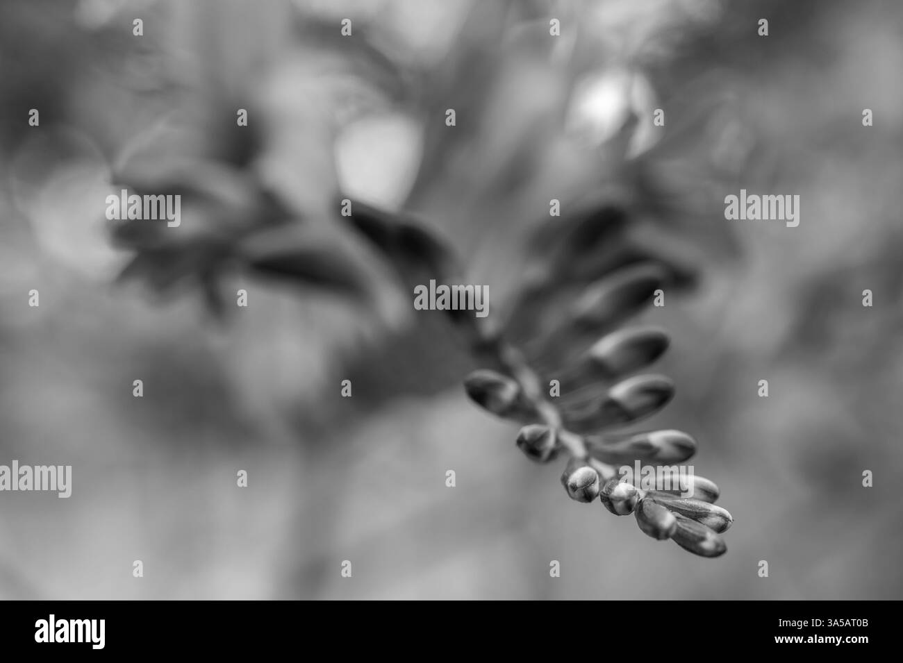 Photo macro noir et blanc de bourgeons floraux de Crocosmia Lucifer sur un fond flou. Banque D'Images