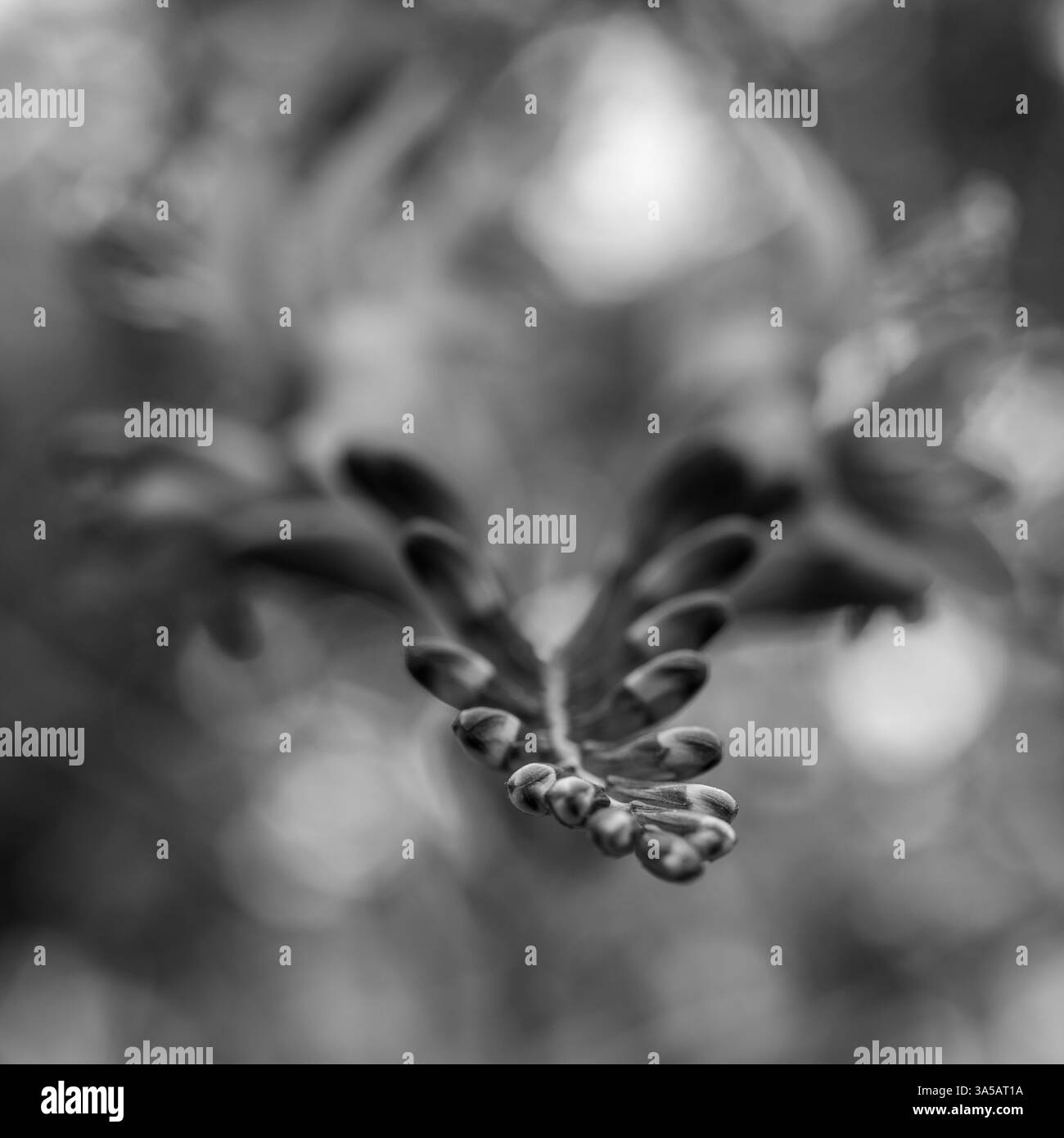 Photo macro noir et blanc de bourgeons floraux de Crocosmia Lucifer sur un fond flou. Banque D'Images
