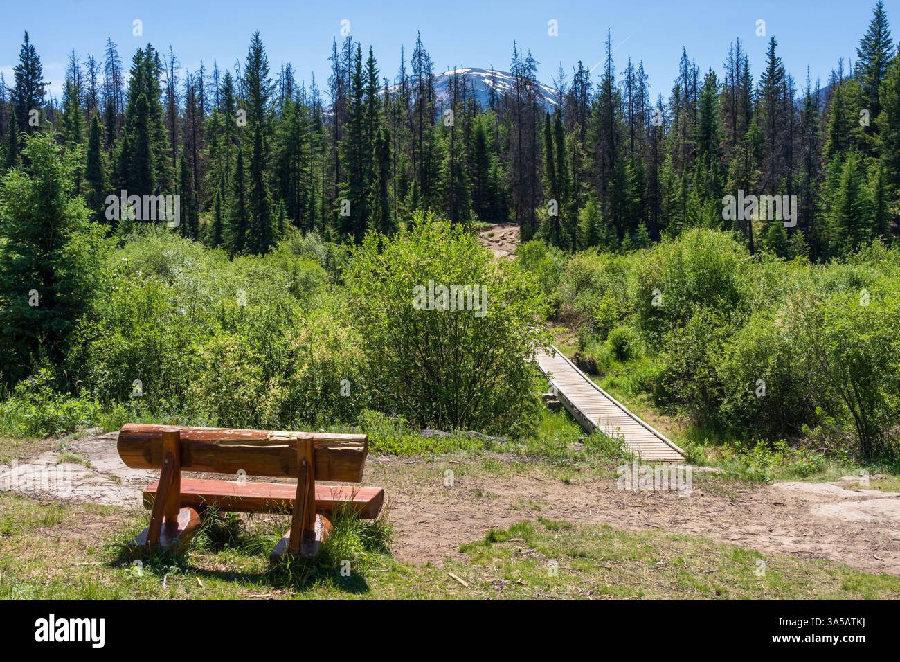 Banc en bois sur le sentier de randonnée de la vallée des cinq Lacs, parc national Jasper, Alberta, Canada. Banque D'Images