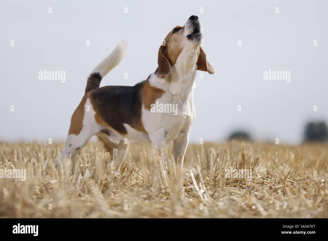 Beagle mâle Banque D'Images