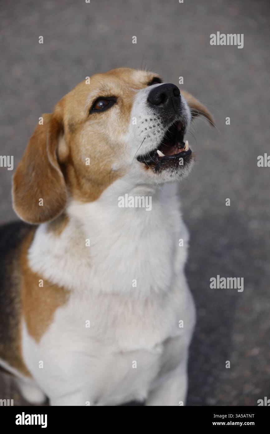 Beagle mâle Banque D'Images