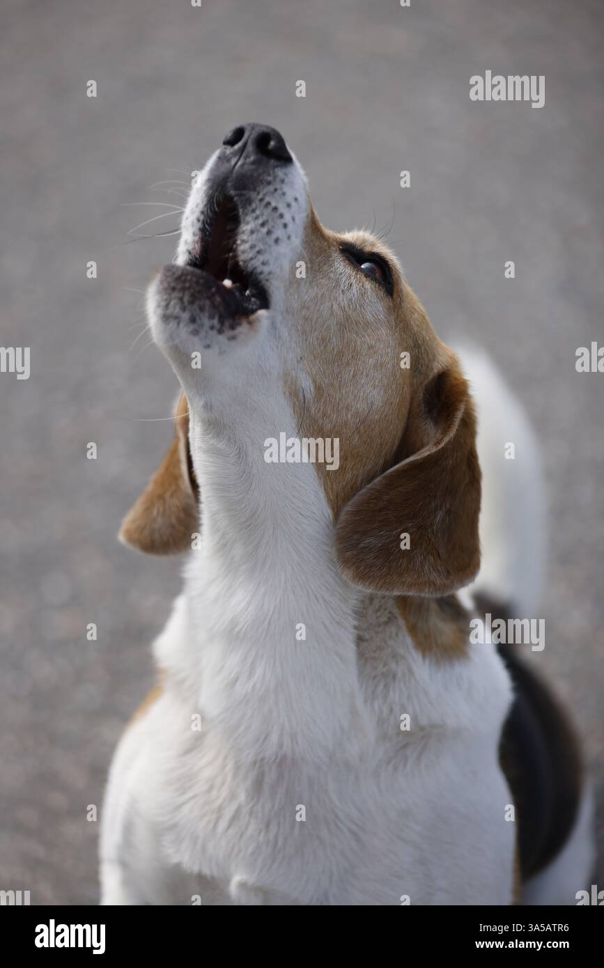Beagle mâle Banque D'Images