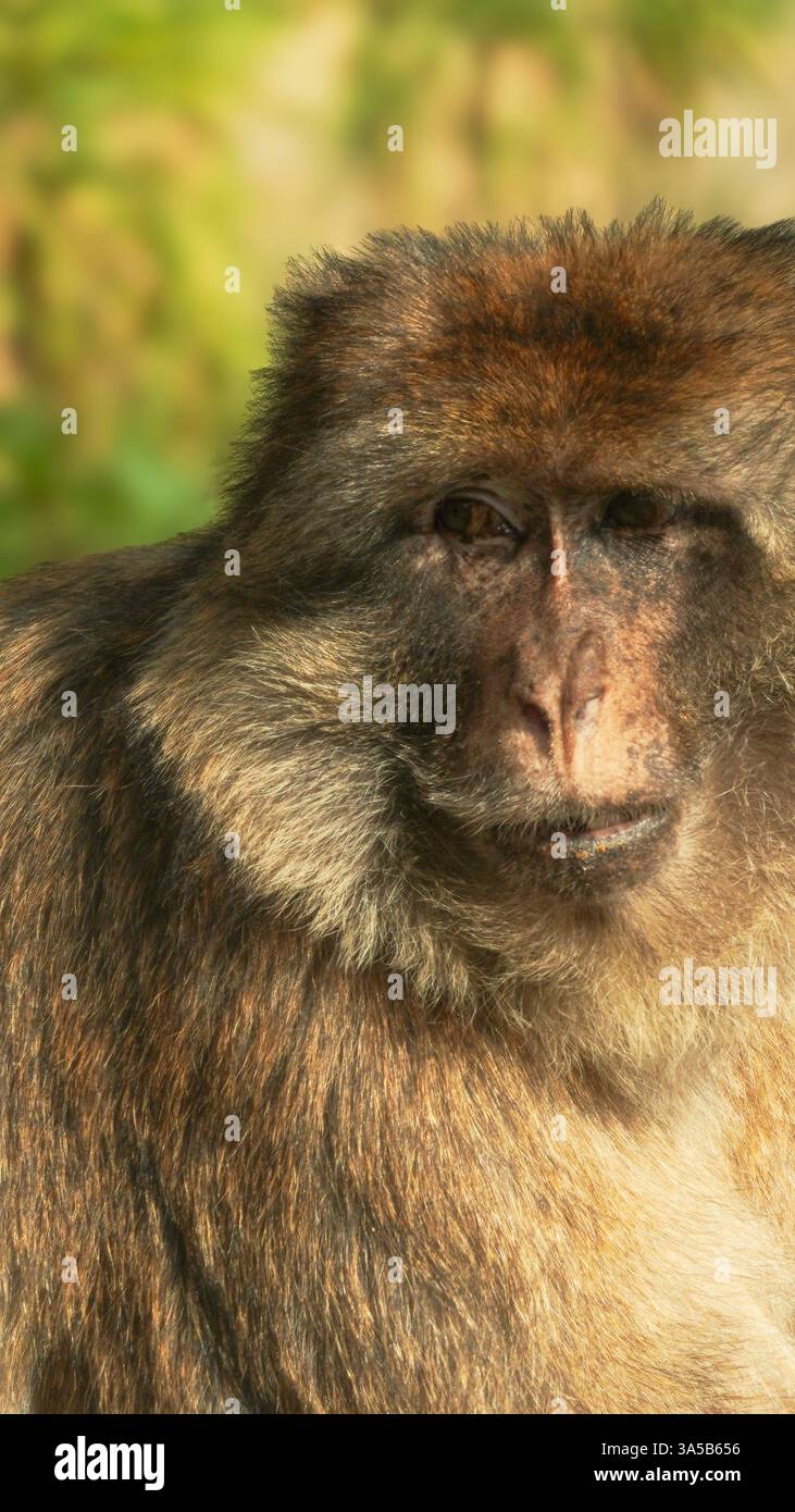 Un gros plan extrême et un portrait de singe macaque mâle regardant loin de la caméra avec une expression pensive au zoo de Folly Farm, Pembrokeshire, pays de Galles Banque D'Images