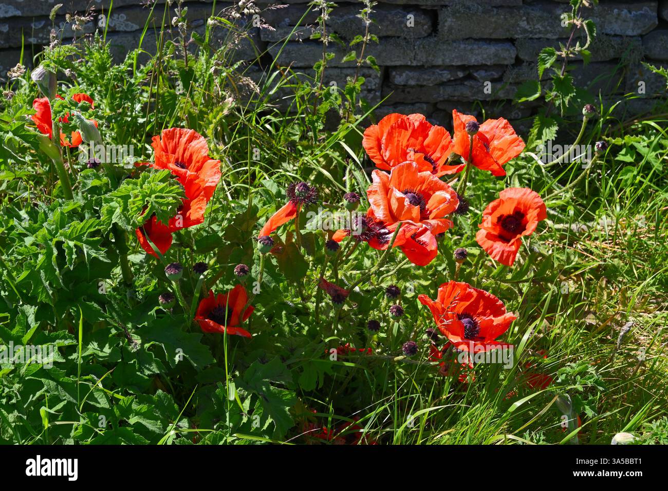 Fleurs d'été de coquelicots orientaux rouges naturalisés dans l'herbe et poussant contre un mur de pierre, UK June Banque D'Images