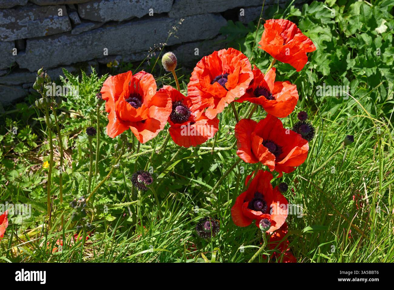 Fleurs d'été de coquelicots orientaux rouges naturalisés dans l'herbe et poussant contre un mur de pierre, UK June Banque D'Images
