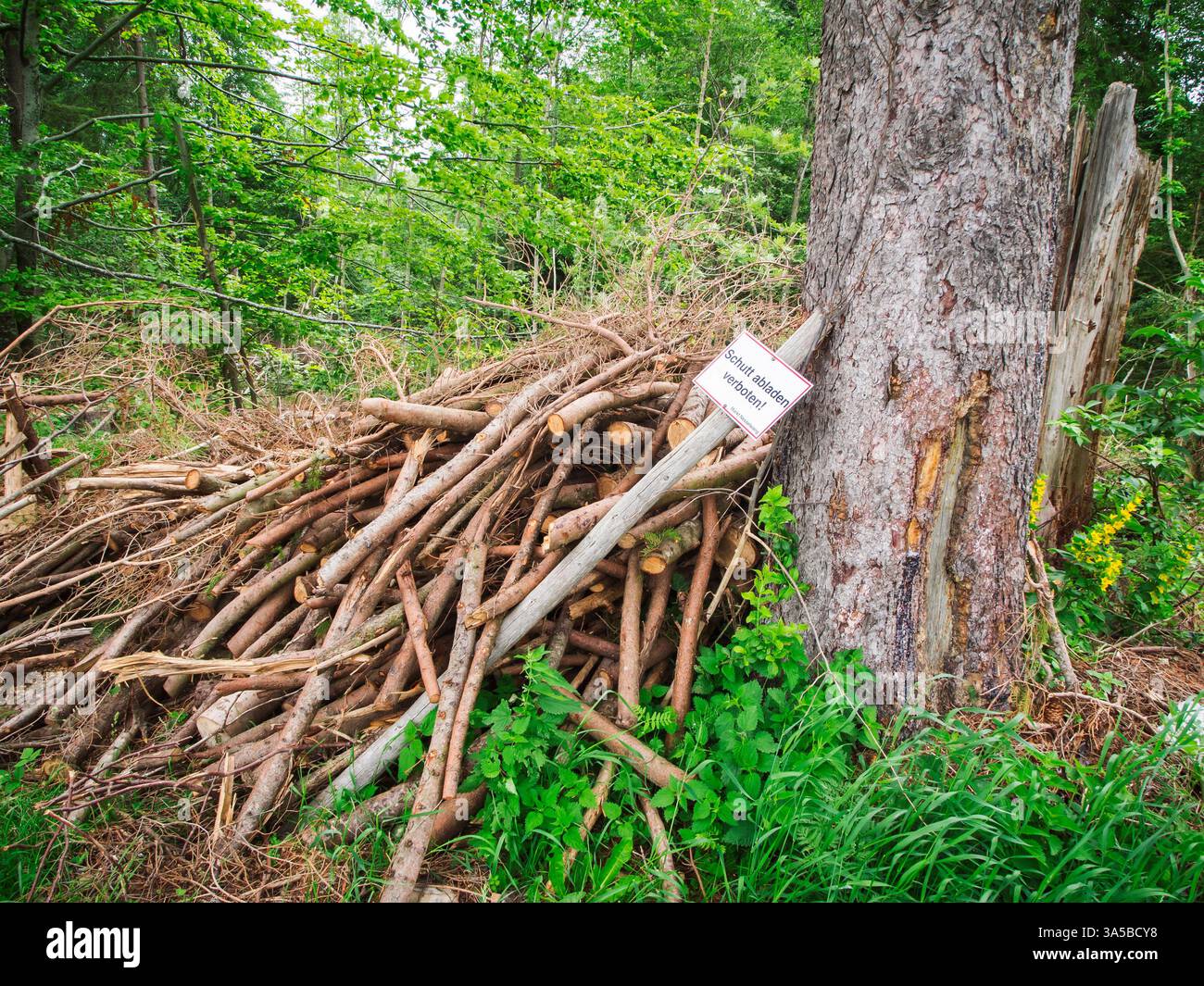Sous-bois taillé et empilé après un défrichement forestier à Allgäu, en Bavière. Banque D'Images