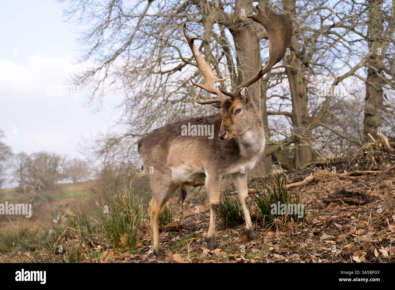 Cerfs en jachère avec bois baignant dans le soleil printanier dans les bois, Kent Angleterre Banque D'Images