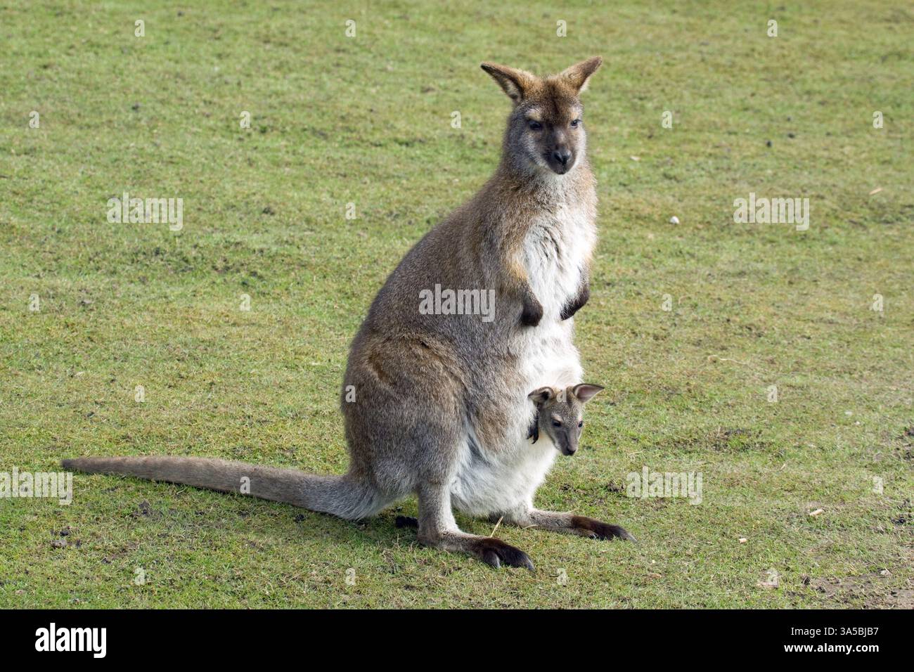 Le Wallaby et Joey Banque D'Images