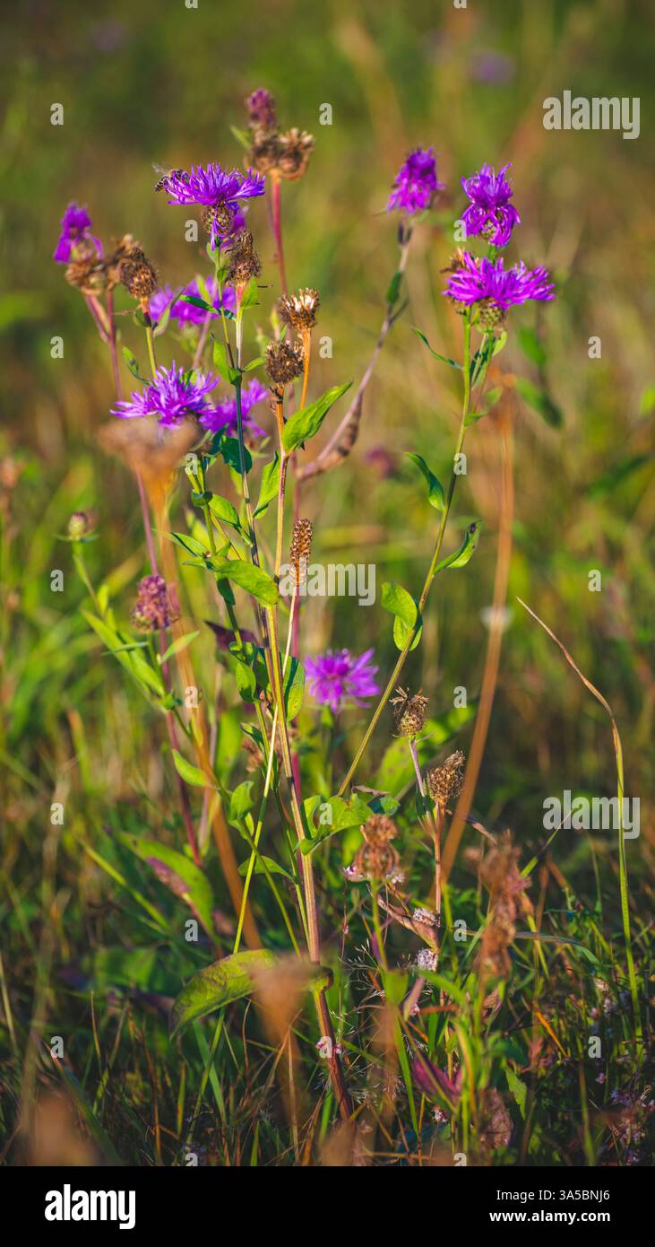 9x16 gros plan de fleur de luzerne violette et fond vert Banque D'Images